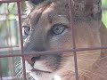 Florida Panther Cougar Cat created by Leiza Halsey Clearwater Tampa Bay Area Florida