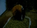 King of the pellets