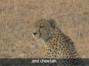 Bobbie & Chip in Africa Part II