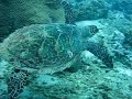 Hawksbill Trutle Hawksbill Trutle