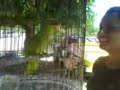 el perico