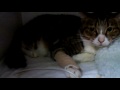 Siu Kin 2 @2/1/2010
