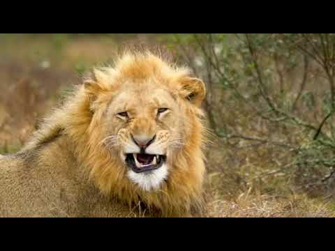 The Annual Spectacle of All Time