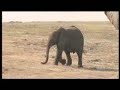 Elephant baby falls over