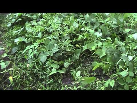 how to harvest october beans