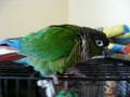 Conure does conure things