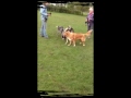 Playtime Dogs at play.