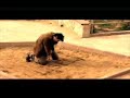 �ahan-LiseLim