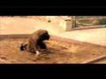 �ahan-LiseLim