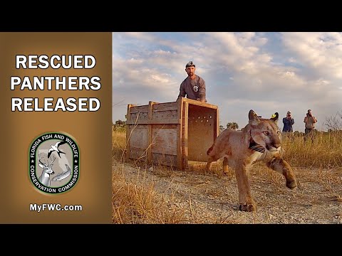 FWC Releases Rescued Florida Panther Siblings