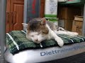 ぶるぶるダイエットマシーン猫