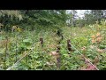 南アルプス、櫛形山へ山道。アヤメ平のお花畑がなかなか良いわー