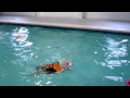 Zig & Arch swimming