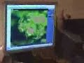 mandarin video