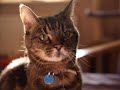 My cat-Jasmine My cat-Jasmine