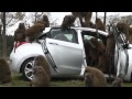 40隻狒狒摧殘現代汽車