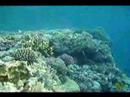 EGIPTO-BUCEO EN EL ROJO 5�
