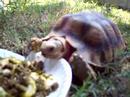 Virgie chowing down on timothy hay tidbits and squash