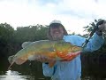Peaock Bass - Huge one caught on a flyrod of course!
