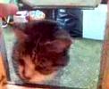 Coaxing a cat through a cat-flap