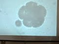 Mar 13 2008 - VID00020