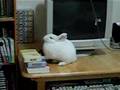兔子撞到CD架