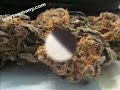 Marijuana: Purple Smoke - Dank Buds