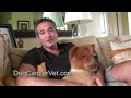 Biopsy results: No Dog Cancer  Cancer Benign Tumor
