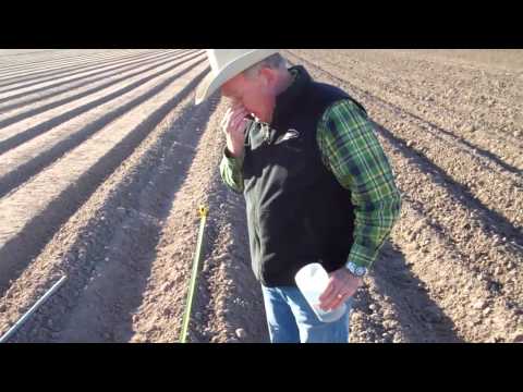 how to fertilize green onions