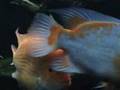 Carman850's Monster Fishies