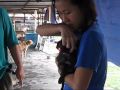 Vets Volunteering At Furry Friends Farm