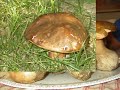 funghi porcini abruzzo funghi porcini abruzzo