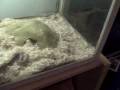 videos de snakey tank