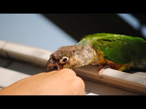 how to train birds not to bite
