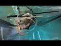 Guarda il video