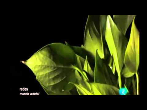 La inteligencia de las Plantas.