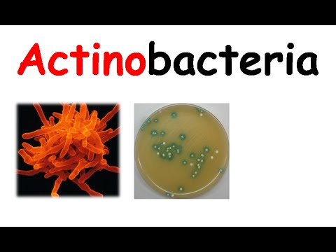how to isolate gram positive bacteria