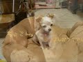 ????th BIRTHDAY_1.wmv