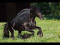 chevaux