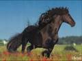 chevaux