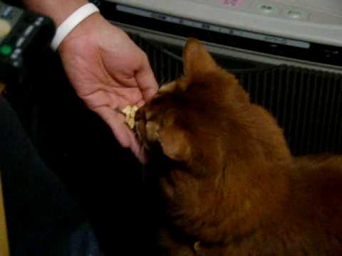 どら焼きが大好きなネコ
