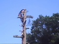 Boompje slopen