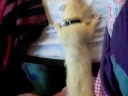 The Ollster Climbing My Bed