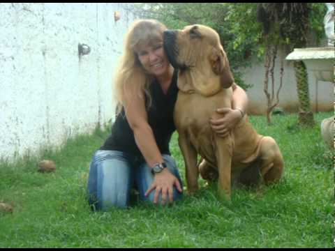 fila brasileiro