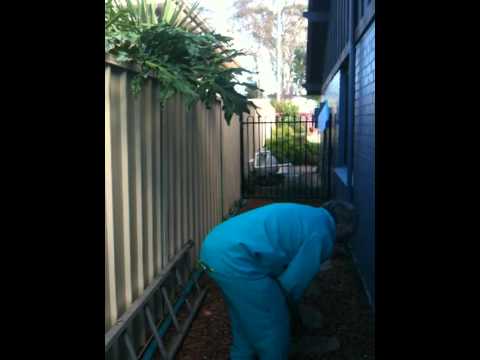 how to remove european wasps