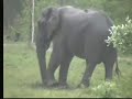 Elephant in the Rain at Nkorho Pan