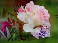 Persian-Love-Song-Ho