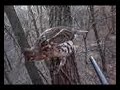 Friendly Grouse