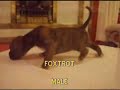 KIPPAX BOXER PUPS AGE 5 WEEKS