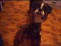 KIPPAX BOXER PUPS AGE 5 WEEKS